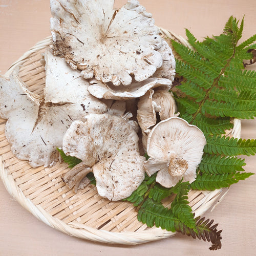 天然きのこ オオイチョウダケ 傘が大きく銀杏の葉のみたいなマイルドきのこ 長野県産