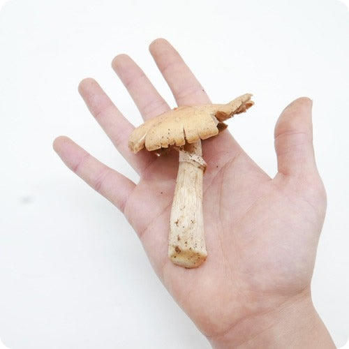 【期間限定】天然きのこ ショウゲンジ 里山の山匠がセレクトしたシャキシャキ食感の秋の天然きのこ 長野県産