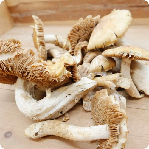 【期間限定】天然きのこ ショウゲンジ 里山の山匠がセレクトしたシャキシャキ食感の秋の天然きのこ 長野県産