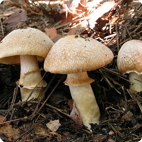 【期間限定】天然きのこ ショウゲンジ 里山の山匠がセレクトしたシャキシャキ食感の秋の天然きのこ 長野県産
