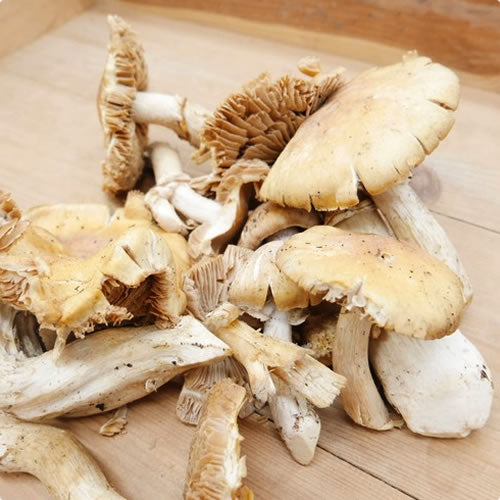 【期間限定】天然きのこ ショウゲンジ 里山の山匠がセレクトしたシャキシャキ食感の秋の天然きのこ 長野県産