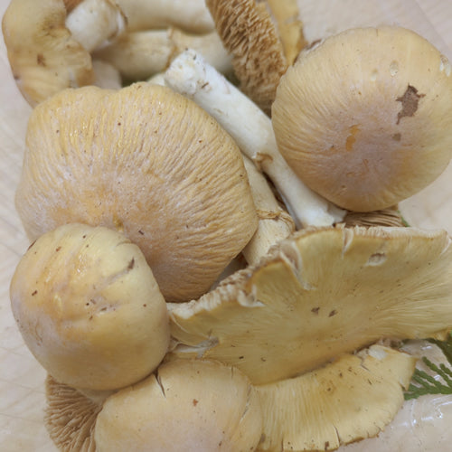 天然きのこ ショウゲンジ(松厳寺茸) | 秋香る、やさしい旨み。森の奥から届いた“幻のしめじ” 長野県産