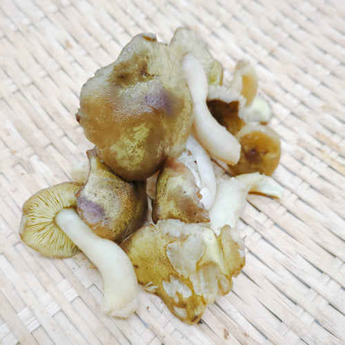 天然きのこ シモコシ(霜越) 上品な甘みと歯応えの良さと低カロリーで栄養豊富なきのこ 秋田県産