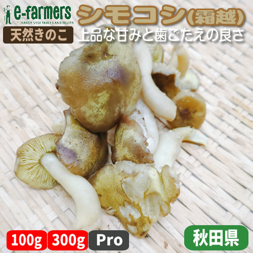 天然きのこ シモコシ(霜越) 上品な甘みと歯応えの良さと低カロリーで栄養豊富なきのこ 秋田県産