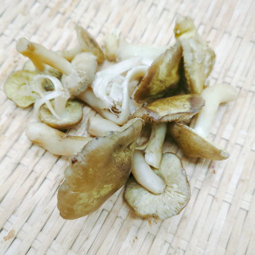 天然きのこ シモコシ(霜越) 上品な甘みと歯応えの良さと低カロリーで栄養豊富なきのこ 秋田県産