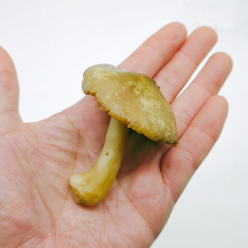 天然きのこ シモコシ(霜越) 上品な甘みと歯応えの良さと低カロリーで栄養豊富なきのこ 秋田県産