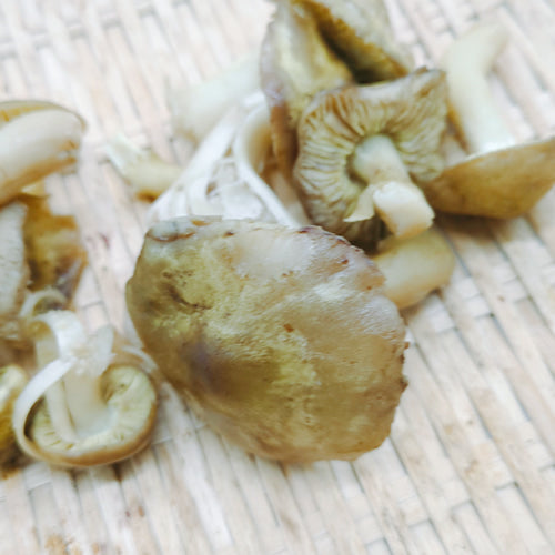 天然きのこ シモコシ(霜越) 上品な甘みと歯応えの良さと低カロリーで栄養豊富なきのこ 秋田県産
