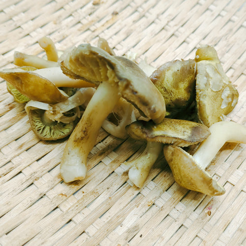 天然きのこ シモコシ(霜越) 上品な甘みと歯応えの良さと低カロリーで栄養豊富なきのこ 秋田県産