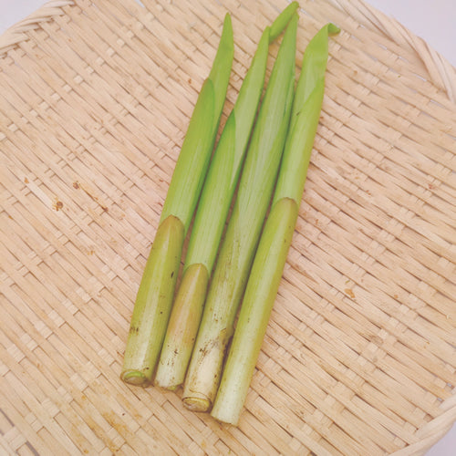天然極上山菜 アマドコロ 希少性と栄養価の高さから注目度が上昇中 秋田県産