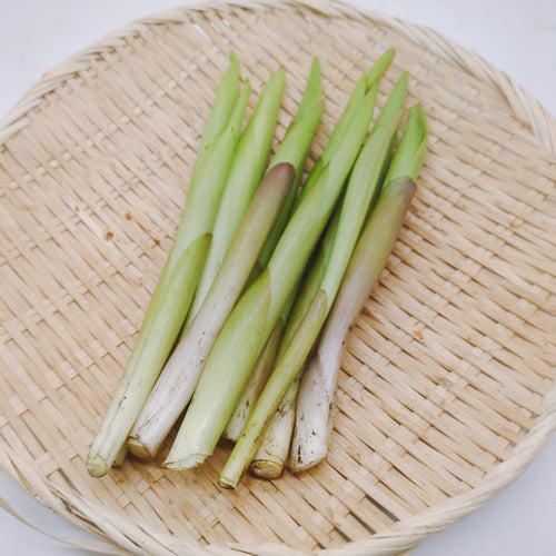 天然極上山菜 アマドコロ 希少性と栄養価の高さから注目度が上昇中 秋田県産