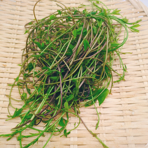 天然山菜 アケビの新芽 冬を越えた体に元気を与える春の薬膳食材 長野県産