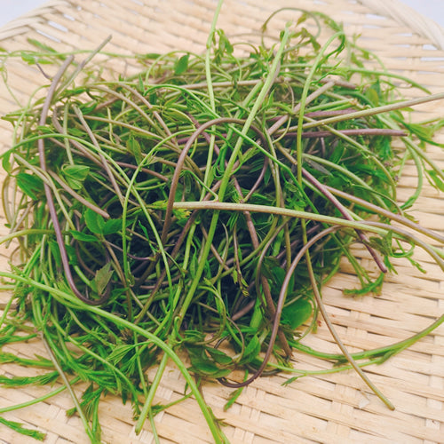 天然山菜 アケビの新芽 冬を越えた体に元気を与える春の薬膳食材 長野県産