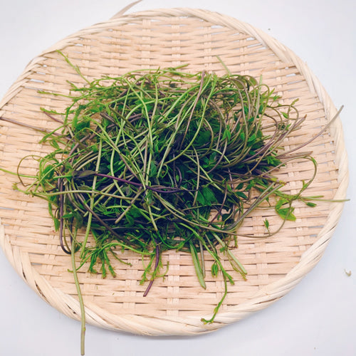 天然山菜 アケビの新芽 冬を越えた体に元気を与える春の薬膳食材 長野県産