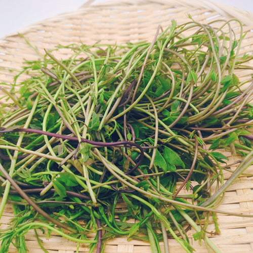 天然山菜 アケビの新芽 冬を越えた体に元気を与える春の薬膳食材 長野県産