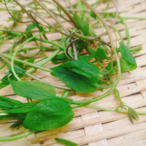 天然山菜 アケビの新芽 冬を越えた体に元気を与える春の薬膳食材 長野県産