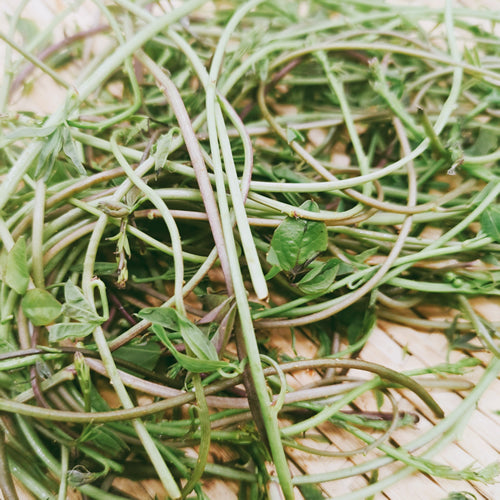 天然山菜 アケビの新芽 冬を越えた体に元気を与える春の薬膳食材 長野県産