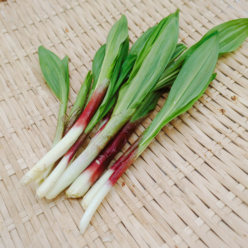 天然山菜 行者ニンニク 天然ならではの濃厚な香りと力強い風味 秋田県・長野県産