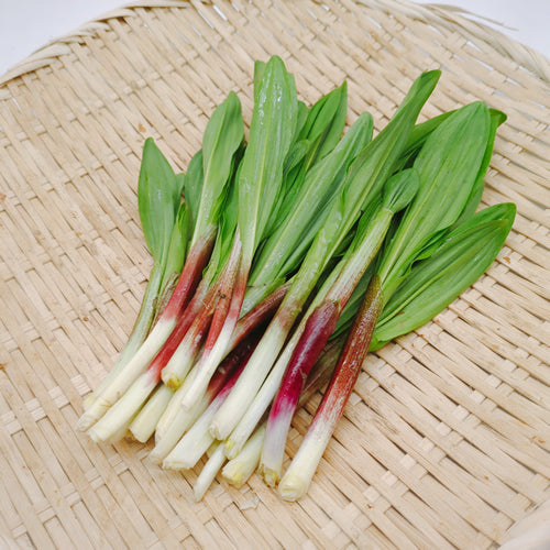 天然山菜 行者ニンニク 天然ならではの濃厚な香りと力強い風味 秋田県・長野県産