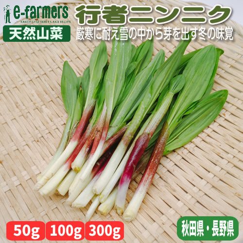 天然山菜 行者ニンニク 天然ならではの濃厚な香りと力強い風味 秋田県・長野県産