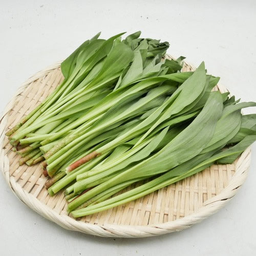 天然山菜 行者ニンニク 天然ならではの濃厚な香りと力強い風味 秋田県・長野県産