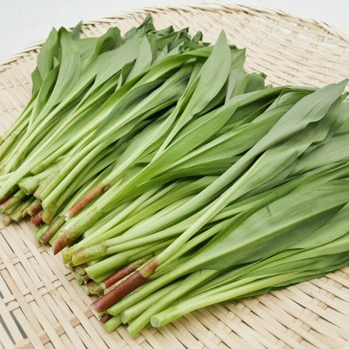 天然山菜 行者ニンニク 天然ならではの濃厚な香りと力強い風味 秋田県・長野県産