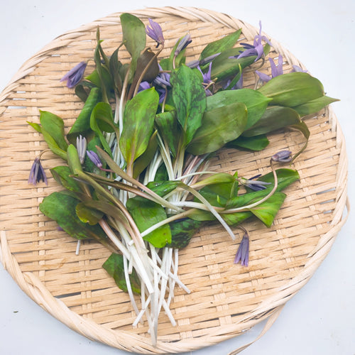 天然山菜 カタクリの花 ほんのりとした甘みと上品な香りが引き立つ春の風物詩 秋田県産
