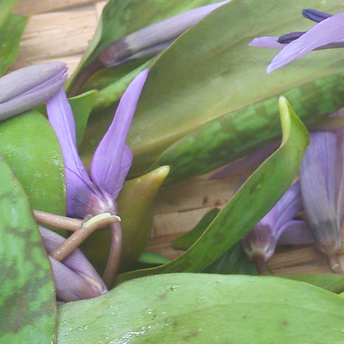 天然山菜 カタクリの花 ほんのりとした甘みと上品な香りが引き立つ春の風物詩 秋田県産
