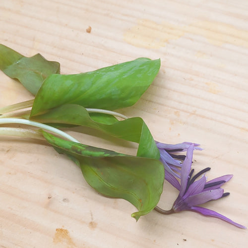 天然山菜 カタクリの花 ほんのりとした甘みと上品な香りが引き立つ春の風物詩 秋田県産