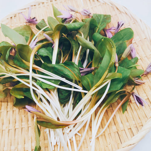 天然山菜 カタクリ | ほんのりとした甘みと上品な香りが引き立つ春の風物詩 秋田県産
