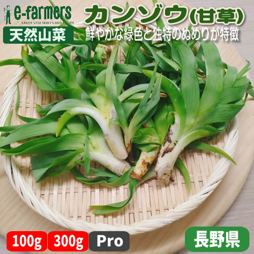 天然薬草山菜 カンゾウ 信州里山の達人厳選収穫 鮮やかな緑色と独特のぬめりが特徴 長野県産