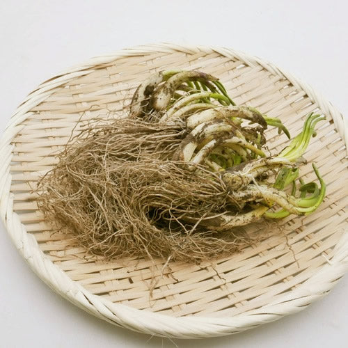 天然山菜 芽アサツキ | 信州の春を告げる逸品!雪解けの芳醇な香りと鮮烈な辛み 長野県産