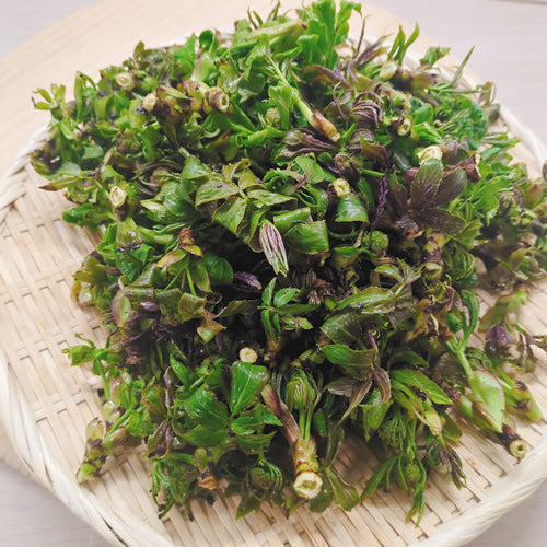 天然山菜 ニワトコ(庭常) | 山の生命力を味わう食感が楽しめる逸品 長野県・秋田県産