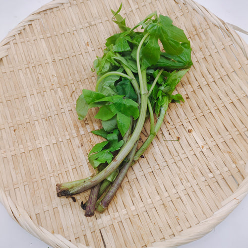 天然山菜 シドケ(モミジガサ) 東北地方で古くから愛される希少な山菜 山菜通・マニア向け 秋田県産
