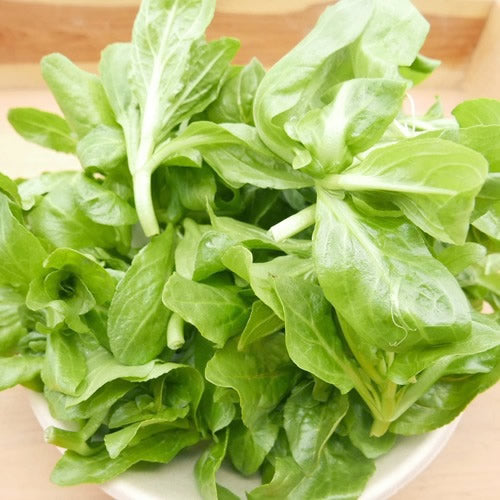 天然山菜 清流レタス(オオカワジシャ) | 驚きのシャキシャキ食感と爽やかな辛み 長野県産