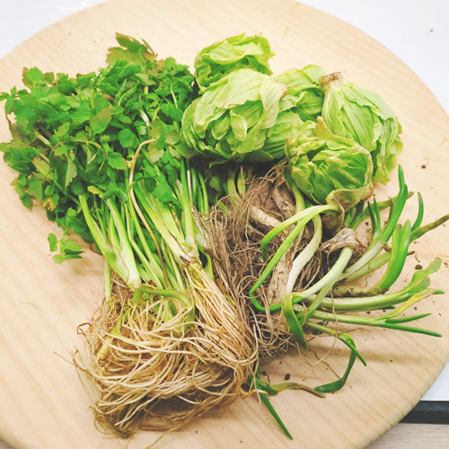 仲春の天然山菜 フキノトウと田セリ・芽アサツキなどから3種のおまかせセット 3月が旬の山菜 秋田県・長野県産