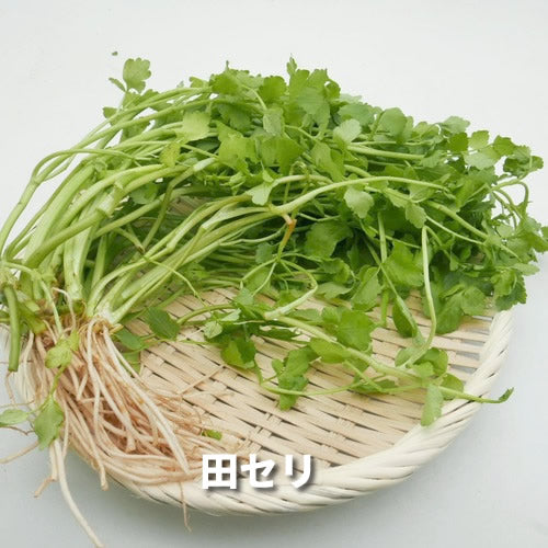 仲春の天然山菜 フキノトウと田セリ・芽アサツキなどから3種のおまかせセット 3月が旬の山菜 秋田県・長野県産