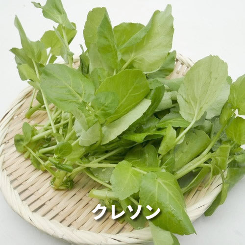 仲春の天然山菜 フキノトウと田セリ・芽アサツキなどから3種のおまかせセット 3月が旬の山菜 秋田県・長野県産