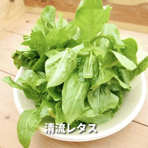 仲春の天然山菜 フキノトウと田セリ・芽アサツキなどから3種のおまかせセット 3月が旬の山菜 秋田県・長野県産