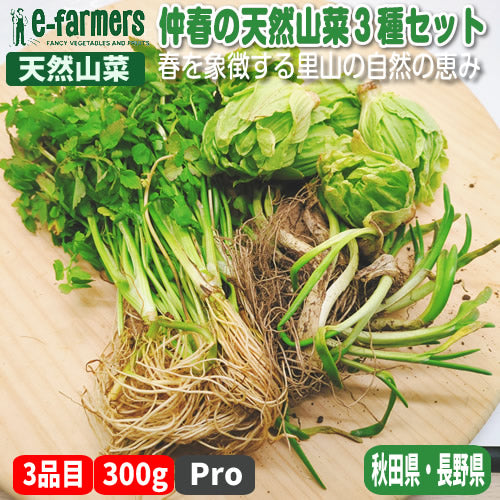 仲春の天然山菜 フキノトウと田セリ・芽アサツキなどから3種のおまかせセット 3月が旬の山菜 秋田県・長野県産