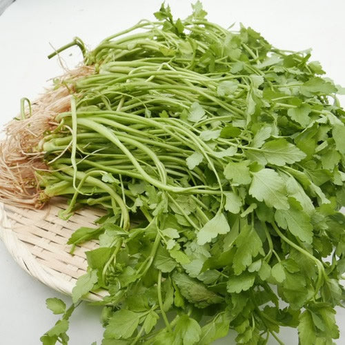 天然山菜 田セリ | 春を告げる香り 希少な野生の田セリ 長野県産