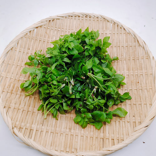 天然山菜 ウコギ 新芽の柔らかさは春だけの特別な味わい 長野県産