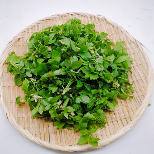天然山菜 ウコギ 新芽の柔らかさは春だけの特別な味わい 長野県産