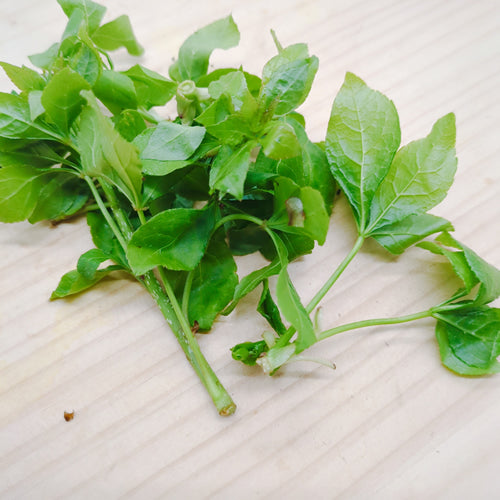天然山菜 ウコギ 新芽の柔らかさは春だけの特別な味わい 長野県産