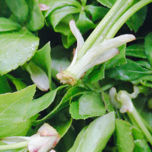 天然山菜 ウコギ 新芽の柔らかさは春だけの特別な味わい 長野県産