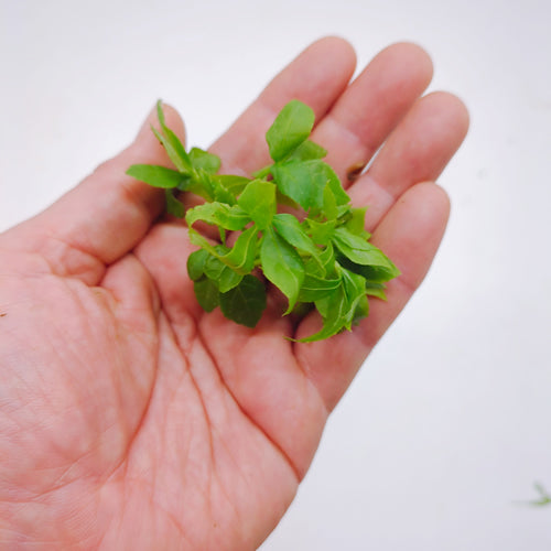 天然山菜 ウコギ 新芽の柔らかさは春だけの特別な味わい 長野県産