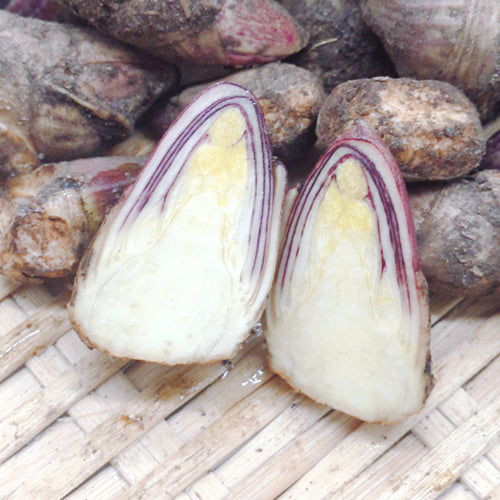天然山菜 ヤマウドの新芽 寒い季節に芽吹いた柔らかな食感の一番採り 秋田県産