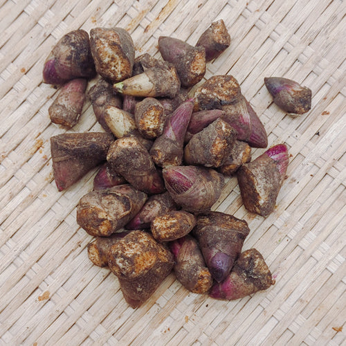 天然山菜 ヤマウドの新芽 寒い季節に芽吹いた柔らかな食感の一番採り 秋田県産