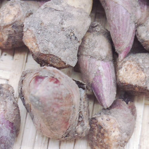 天然山菜 ヤマウドの新芽 寒い季節に芽吹いた柔らかな食感の一番採り 秋田県産