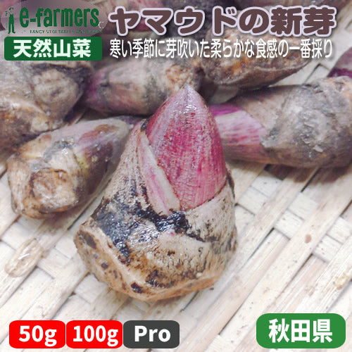 天然山菜 ヤマウドの新芽 寒い季節に芽吹いた柔らかな食感の一番採り 秋田県産