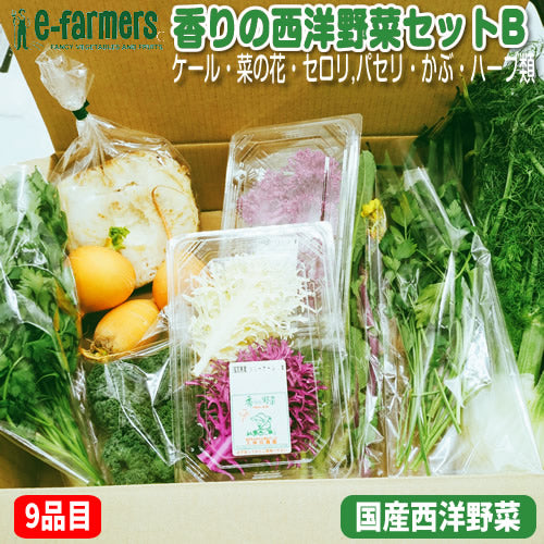 香りの西洋野菜セットB 送料無料 春の稀少なケール・ハーブ・菜花・セロリ・パセリ・かぶ類セット 福岡県他国産